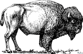 Bisonte Pàgines Per Pintar Imprimibles